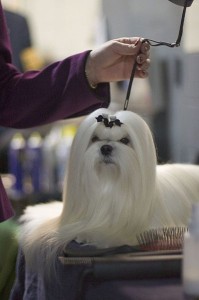 399px-Maltese_Show_Dog_Image_001