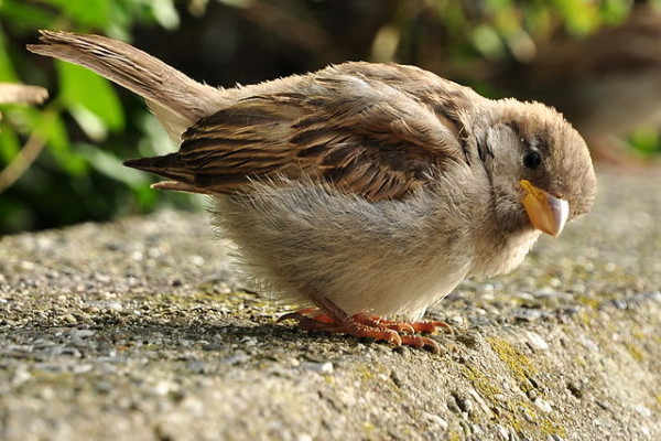 Dzień Wróbla EKO Kalendarz