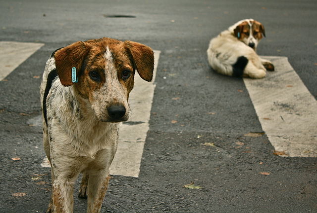 "Stray dogs crosswalk" by Columbo222 - Own work. Licensed under CC BY-SA 3.0 via Wikimedia Commons - http://commons.wikimedia.org/wiki/File:Stray_dogs_crosswalk.jpg#/media/File:Stray_dogs_crosswalk.jpg