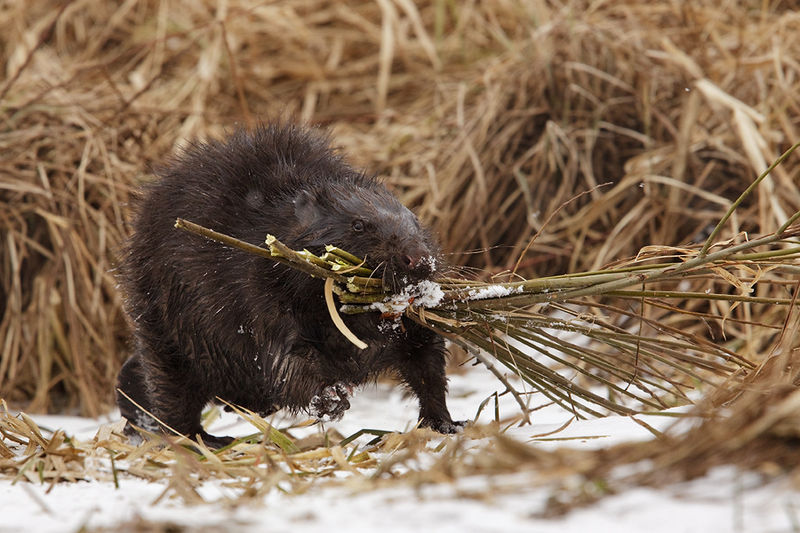 Bobry gromadzą w norach pożywienie na zimę dla dzieci. Same w tym czasie prawie nie jedzą. Aut. Jacek Zięba. Źródło Wikimedia. CC 3.0