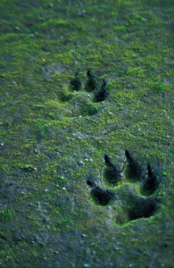 Canis_lupus_tracks_in_sand