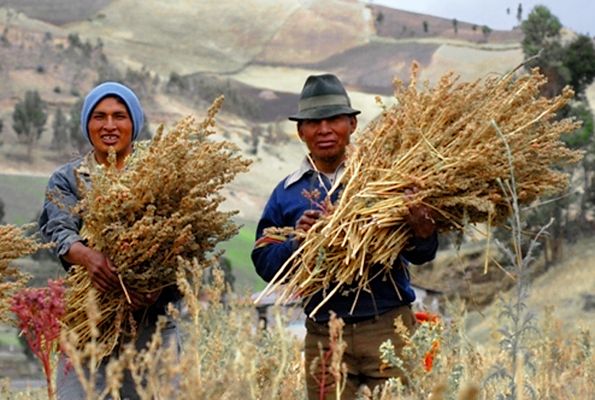 Certyfikowani producenci komosy ryżowej z Ekwadoru. Aut. Dider Gentilhomme. Źródło Wikipedia. CC-BY-2.5