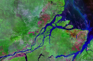 Delta Amazonki widziana z góry. Źródło Wikimedia. Domena publiczna