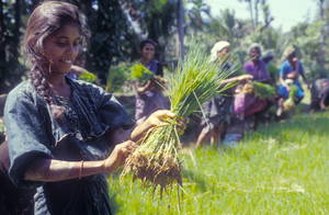 Drobna rolniczka przygotowuje do zasadzenia sadzonki ryży w Indiach. Aut. Joerg Boethling. Źródło FAO