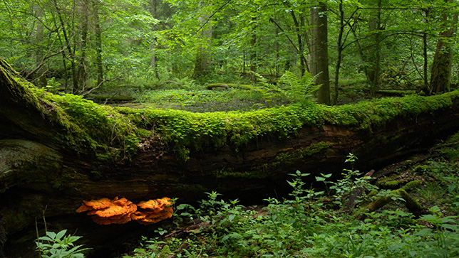 Białowieski Park Narodowy, fot. Frank Vassen, CC BY 2.0, kadr z oryginału