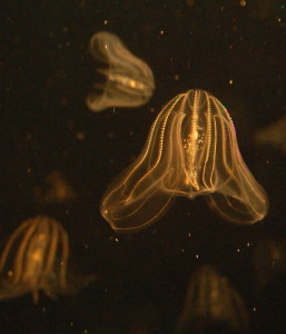 Fot. Wikimedia. Morska meduza.