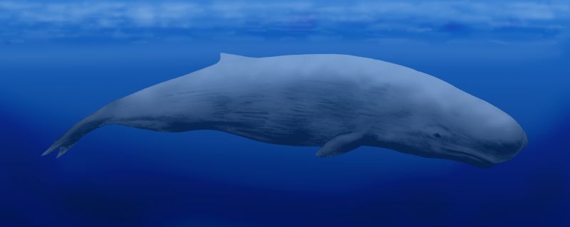Fot. Wikimedia. Płetwal błękitny.