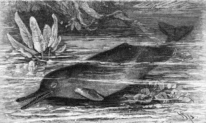 Grafika z 1927 roku przedstawia delfina słodkowodnego, który należy do zagrożonych i rzadkich gatunków. Aut. Friedrich Specht - Brehms Tierleben. Źródło Wikipedia. Domena publiczna