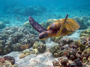 Zielony żółw morski. Fot. Brocken Inaglory, CC BY-SA 3.0 