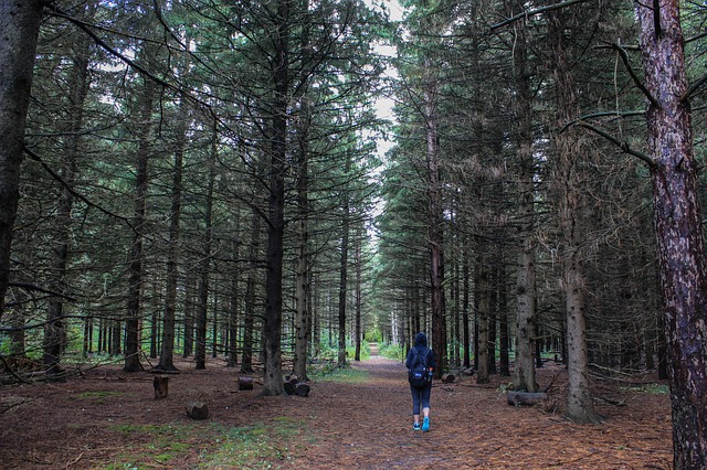 Nawet krótki spacer po lesie przynosi poprawę nastroju. Źródło Pinterest. CC0 Public domain