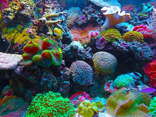 Rafom koralowym zagrażają zanieczyszczenie i ocieplenie wód, zlewy ścieków hotelowych, zmiany linii brzegowej czy likwidowanie namorzynowych lasów. Aut. Jan Mallander. Źródło Pixabay. CC0