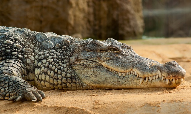 Samice krokodyli to troskliwe mamy, które przez pierwszy okres po wylęgu nie opuszczają siedzącego na brzegu potomstwa. Aut. miniformat65. Źródło Pixabay. CC0 dp