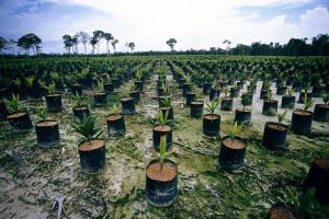 Tak wyglądają plantacje palmy oleistej w Indonezji, z której produkuję się najbardziej popularny obecnie w przemyśle olej palmowy. Źródło Ekonsument