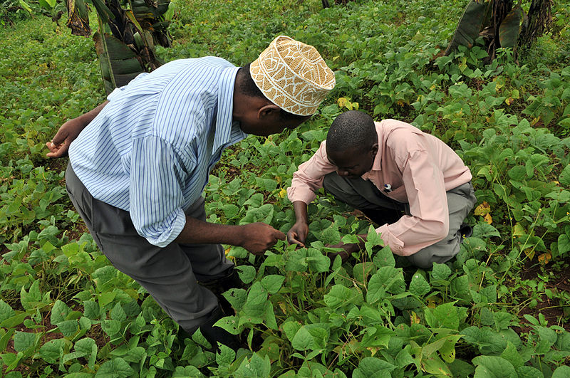 Zbiór fasoli w Ugandzie. Aut.  Neil Palmer. Źródło Wikipedia. CC 2.0