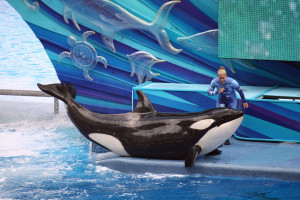 Rich Jacques One Ocean Orka Pokaż Stadion Shamu, Sea World, Orlando, Floryda