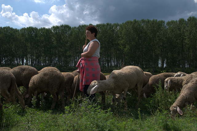 Serbska rolniczka. Morovic, rok 2009. Aut. Rural women, CC BY-NC-SA 2.0