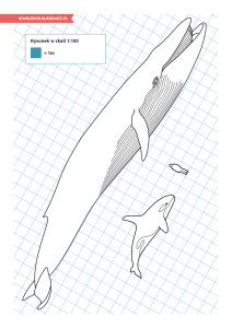 pakiet - 02-15 - Dzień Wielorybów10