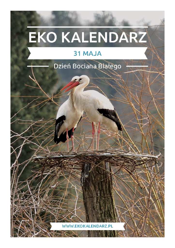 pakiet-05-31-Dzień-Bociana-Białego_Strona_01