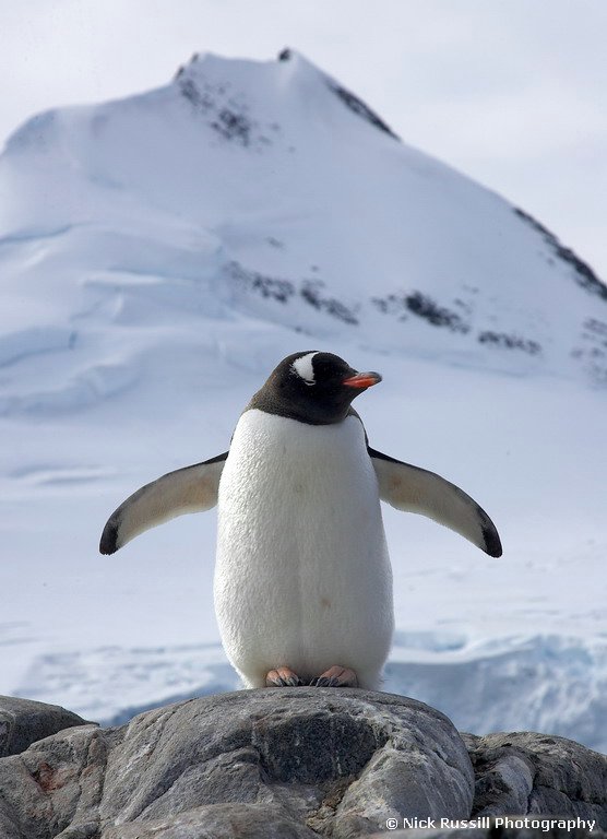  Pingwin białobrewy, fot. Nick Russill CC BY-NC-SA 2.0 