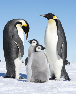 Pingwin cesarski, fot.  Christopher Michel CC BY 2.0