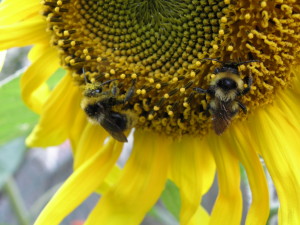 Pszczoły miodne na słoneczniku. Fot. archiwum Źródeł