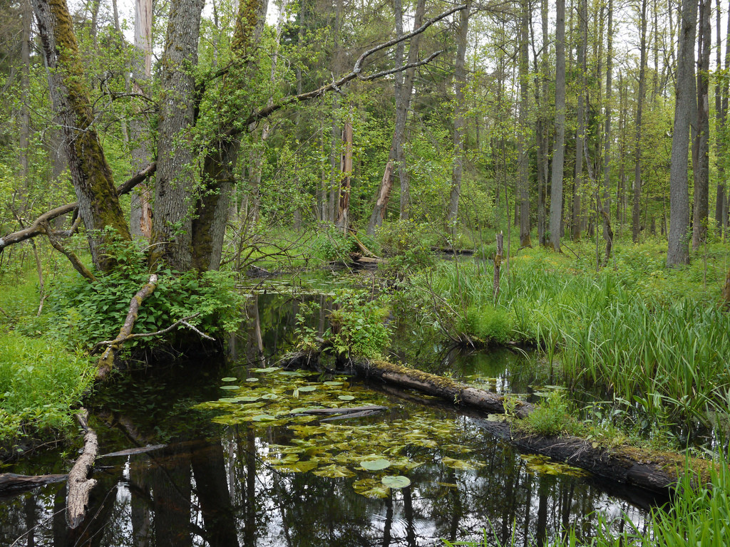 puszcza białowieska