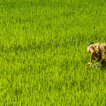 Kobiety stanowią ponad 50% siły roboczej zaangażowanej w uprawę ryżu w Azji. Na zdjęciu pole ryżowe, Sri Lanka. Fot. Aitor Garcia Viñas, CC BY-NC-ND 2.0