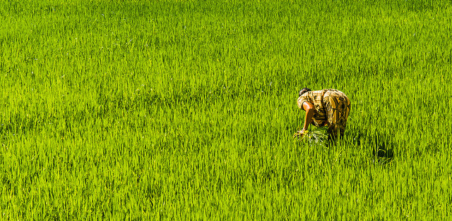 Kobiety stanowią ponad 50% siły roboczej zaangażowanej w uprawę ryżu w Azji. Na zdjęciu pole ryżowe, Sri Lanka. Fot. Aitor Garcia Viñas, CC BY-NC-ND 2.0