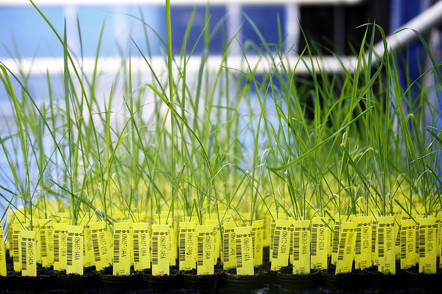 CropDesign - Auf der Suche nach neuen Genen / Crop Design - The fine art of gene discovery