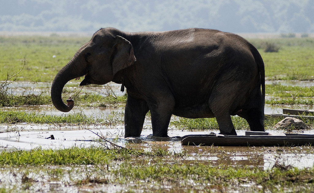Słoń indyjski, Laos. Fot. Stanislas Fradelizi CC BY-NC-SA 2.0