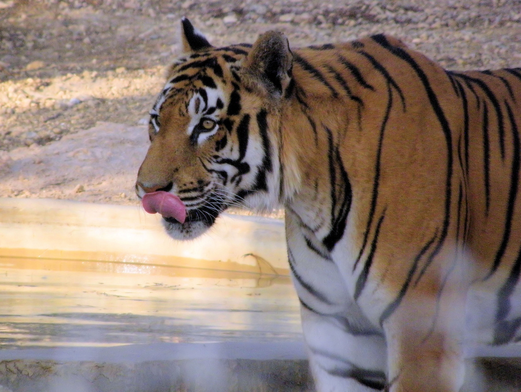 Tygrys w Friguia Wildlife Park, Tunisia. Fot. Keith Roper CC BY 2.0 