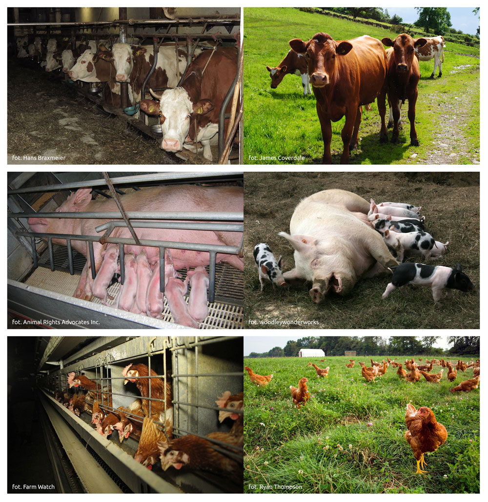 Różnica pomiędzy warunkami hodowli przemysłowej a naturalnymi warunkami życia zwierząt. 